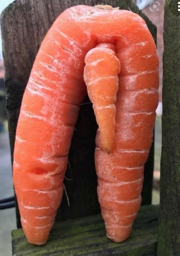 Carrot that looks like a penis