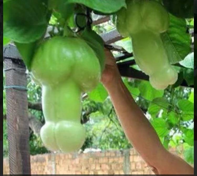 Pepper that looks like a penis